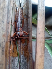 Nastonotus foreli