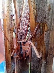 Nastonotus foreli