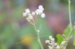Florestina tripteris