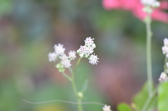 Florestina tripteris