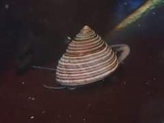 Calliostoma ligatum
