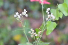 Florestina tripteris