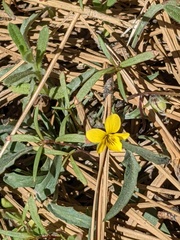 Viola pinetorum