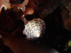 Calliostoma tricolor