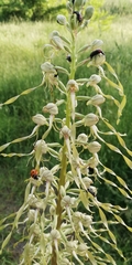 Himantoglossum hircinum