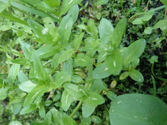 Stellaria borealis borealis