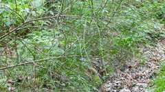 Chamaecytisus ratisbonensis