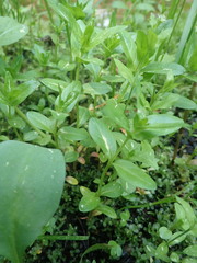 Stellaria borealis borealis