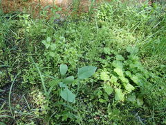 Stellaria borealis borealis