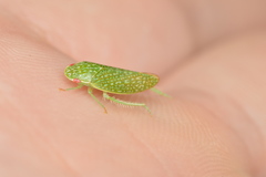 Rugosana