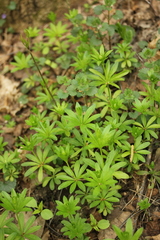 Galium odoratum