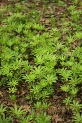 Galium odoratum