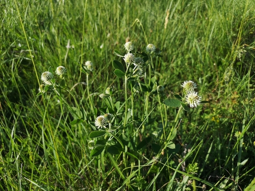 ďatelina horská (Trifolium montanum)