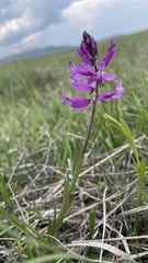 Polygala major