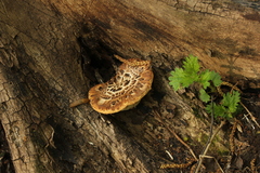 Cerioporus squamosus