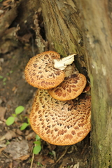 Cerioporus squamosus