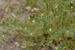 Acmispon denticulatus