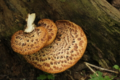 Cerioporus squamosus