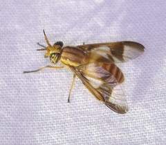 Chrysops flavidus