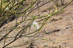 Havardia acatlensis