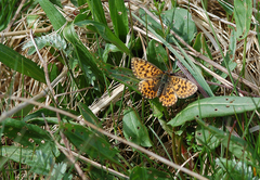 Boloria dia