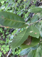 Notholithocarpus densiflorus echinoides