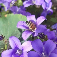 Apis mellifera