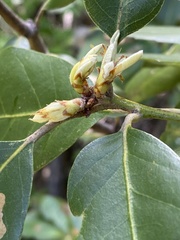 Notholithocarpus densiflorus echinoides