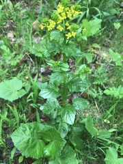 Lepidium sativum