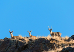 Hippocamelus antisensis