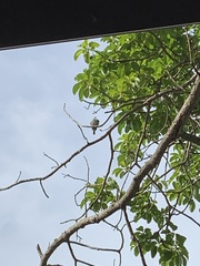 Tyrannus dominicensis