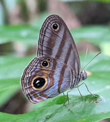 Chloreuptychia hewitsonii