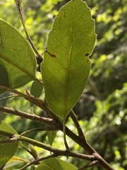 Notholithocarpus densiflorus echinoides