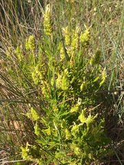 Lavandula viridis
