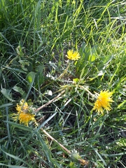 Taraxacum officinale