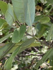 Notholithocarpus densiflorus echinoides