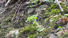 Chrysosplenium alternifolium