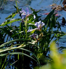 Iris versicolor