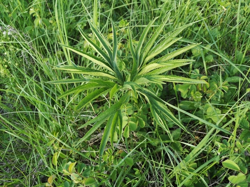 Helleborus multifidus (Helleborus multifidus)