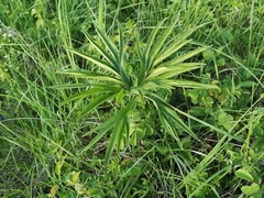 Helleborus multifidus