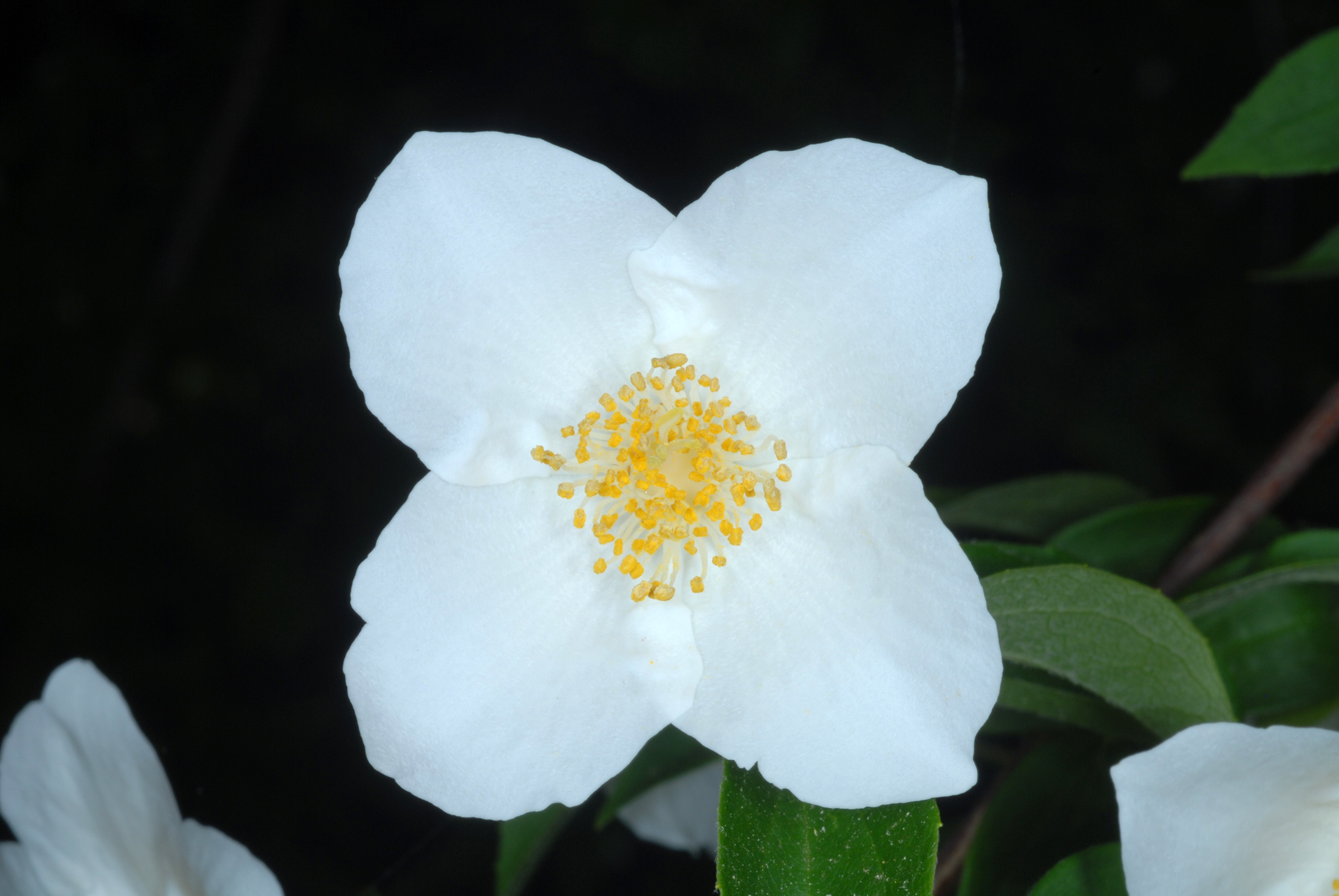 Philadelphus inodorus