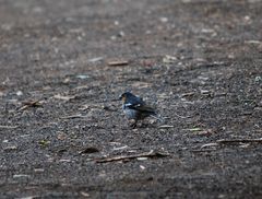 Fringilla coelebs ombriosa