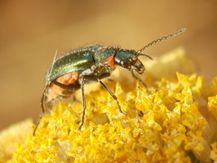 Clanoptilus assimilis