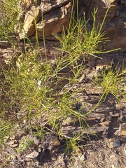 Genista polyanthos