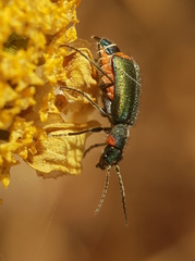 Clanoptilus assimilis