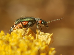 Clanoptilus assimilis