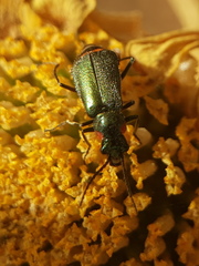 Clanoptilus assimilis