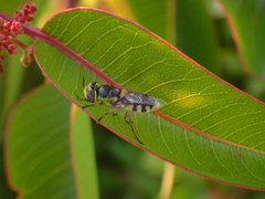 Hedriodiscus truquii