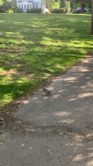 Sciurus carolinensis