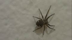 Pulchellodromus bistigma